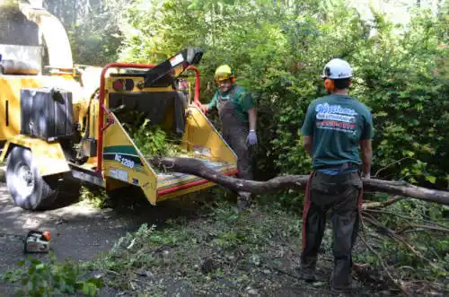 tree services Loomis